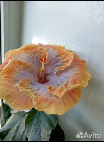 Гибискус комнатный сортовой