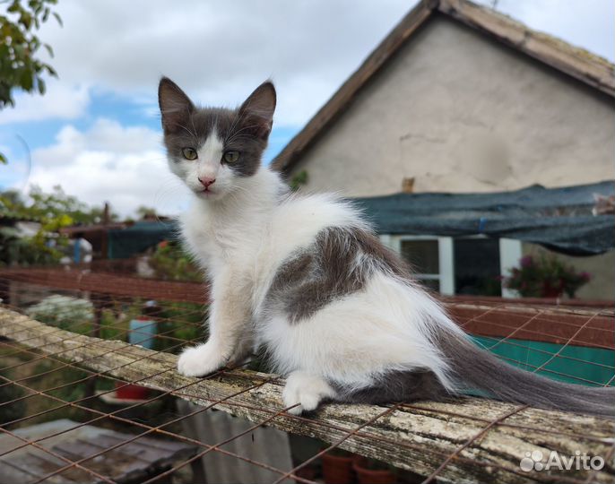 Отдам котят в добрые руки