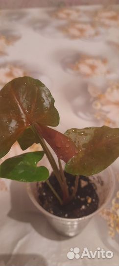 Сингониумы сортовые