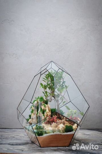 Мощный флорариум с 10-тилетним Баньяном