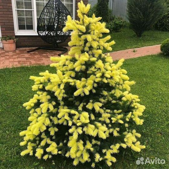 Хвойные растения