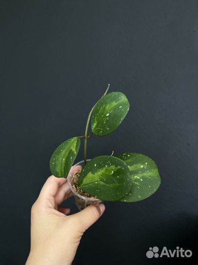 Хойи сортовые