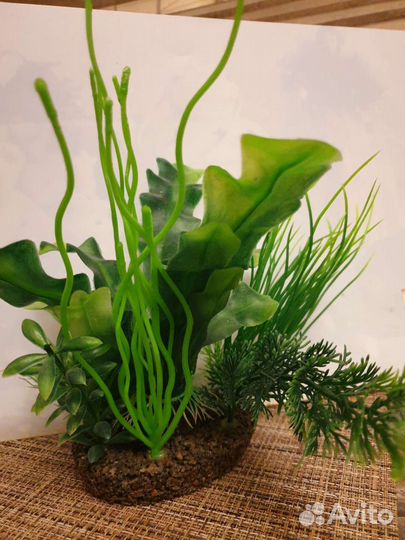 Растения для аквариума