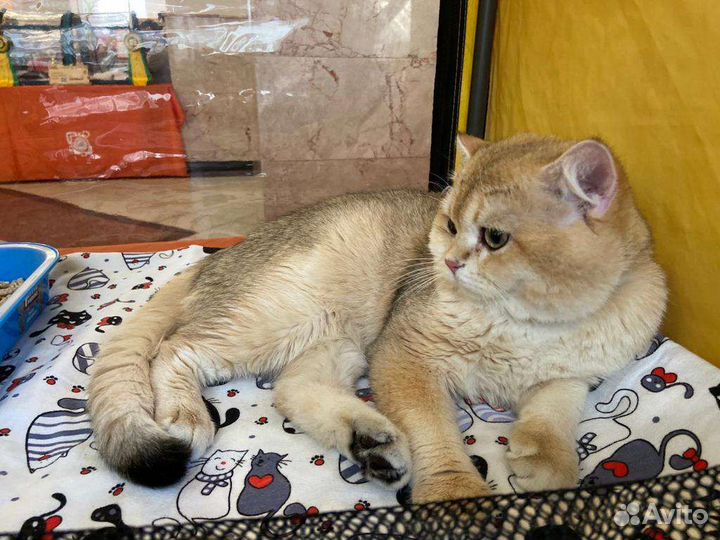 Британский золотой кот на вязку