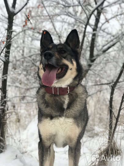 Молодой пёс угасает в приюте