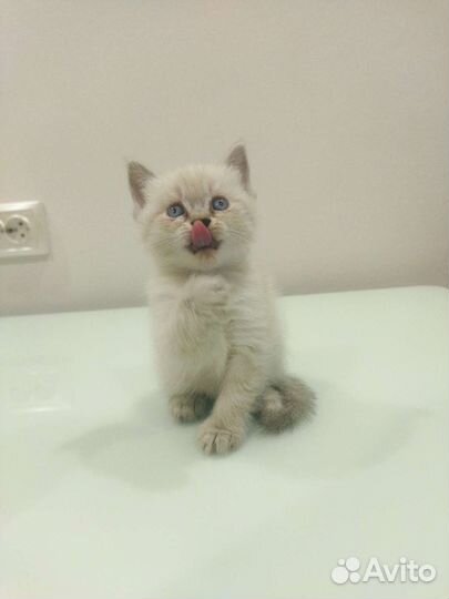 Шотландские вислоухие котята