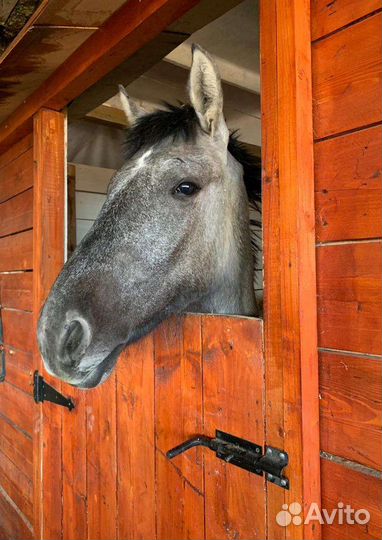 Навоз перегной конский в мешках