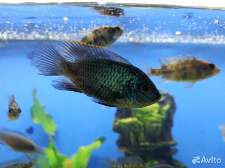 Аквариумные рыбки