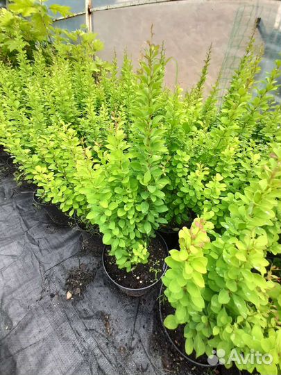 Барбарис тунберга Эректа