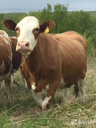 Дойные коровы