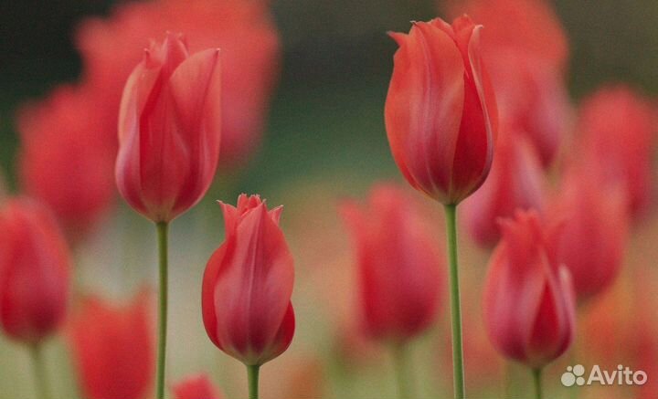 Тюльпаны оптом