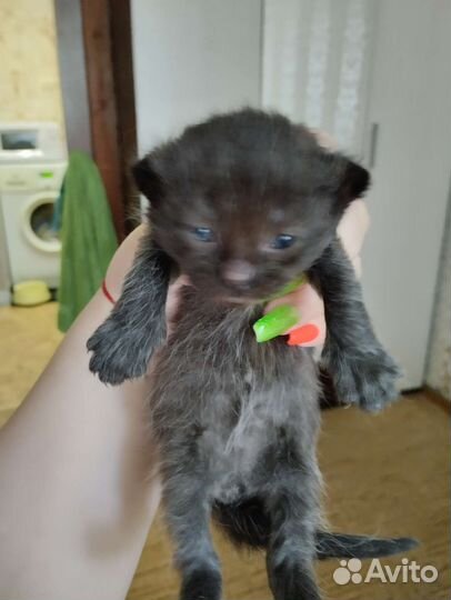 Отдам котят