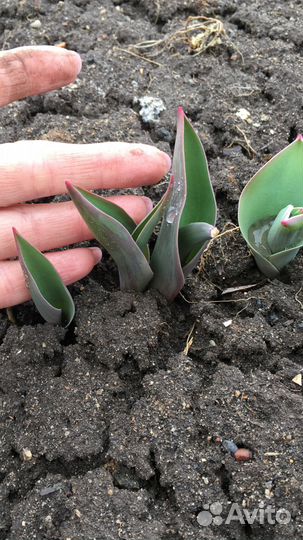 Тюльпаны(луковицы)