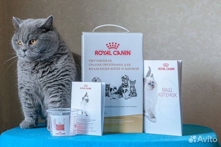 Британский котенок серебристая шиншилла ns 24