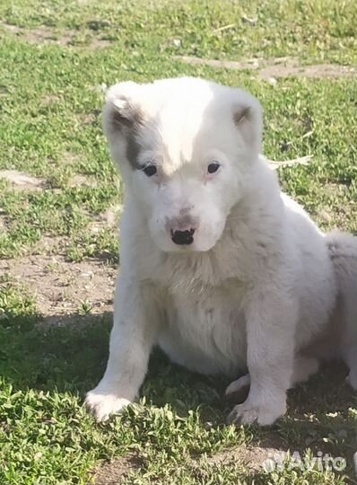 Щенки сао