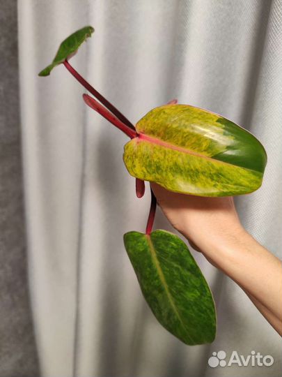 Филодендрон медуза