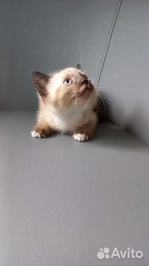 Котенок(кот)