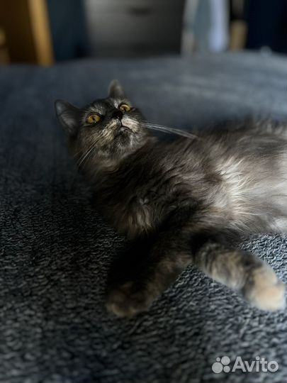Котенок 4 месяца