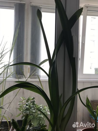 Комнатный цветок гиппеаструм