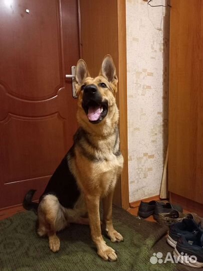 Немецкая овчарка