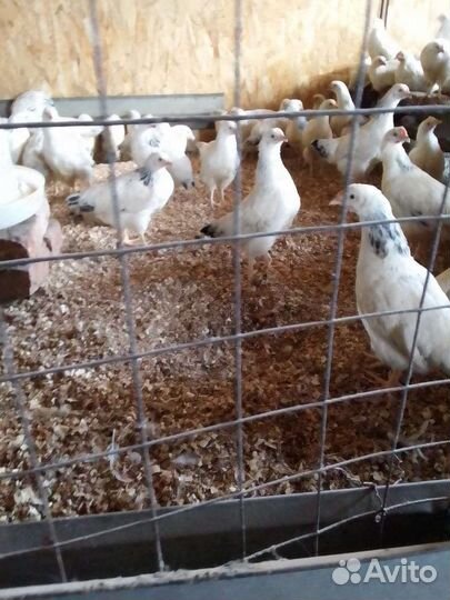 Курочки Серебро Адлеровская