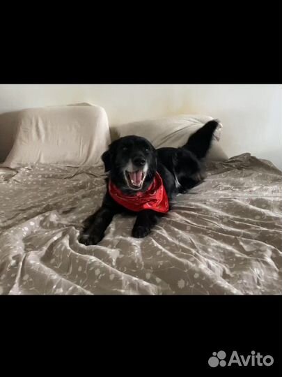 Собака девочка