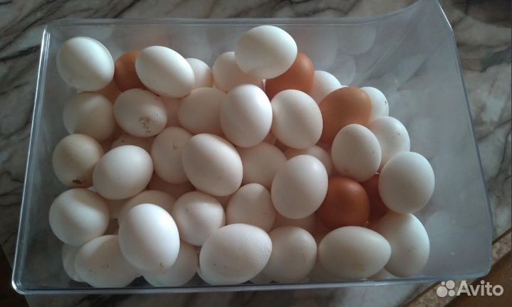 Яйцо куриное домашнее