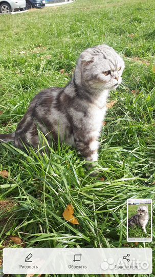 Шотландский вислоухий Маркус