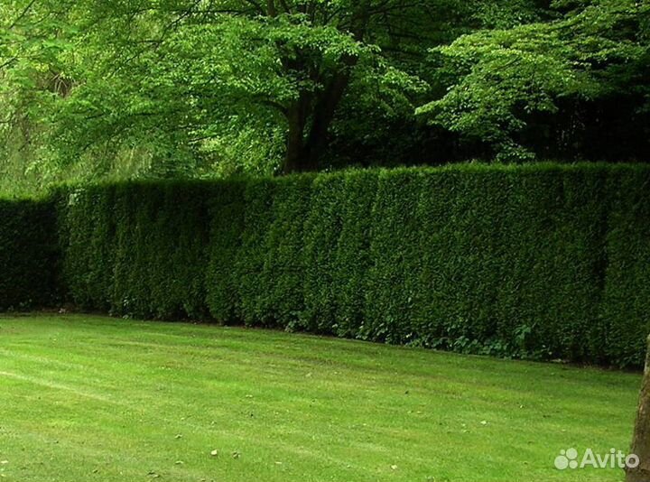 Живая изгородь из туи