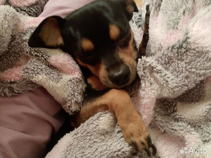 Той-терьер смешан с чихуахуа