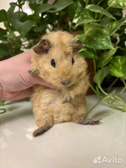 Морские свинки - тэдди очаровашки