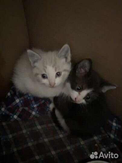 Котята бесплатно