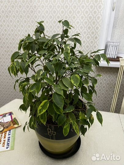 Фикус бенджамина