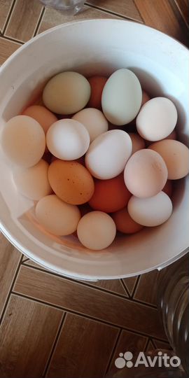 Домашние куриные яйца крупные