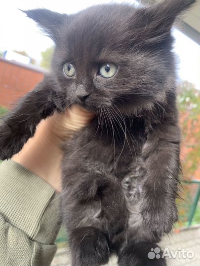 Кошка в дар бесплатно