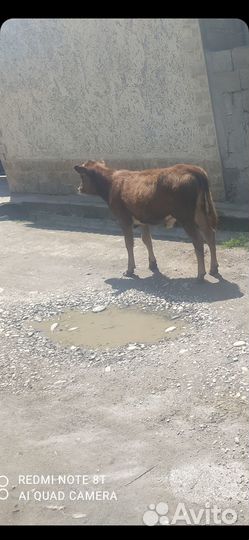 Продаются корова и телята