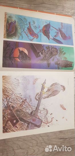 Наши питомцы