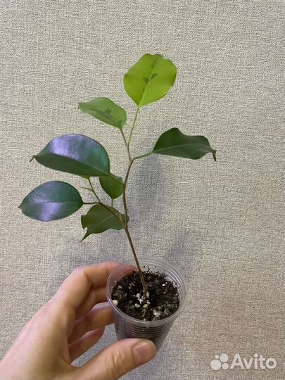 Фикус Бенджамина Реджинальд