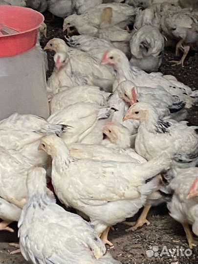 Цыплята несушки серебристые мясо-яичная порода