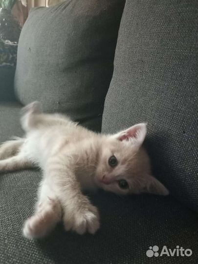 Кошка в дар бесплатно