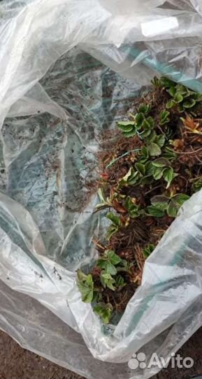 Саженцы Клубники Малины