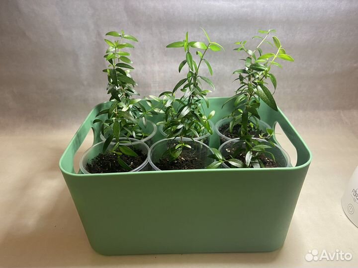 Миртовое дерево