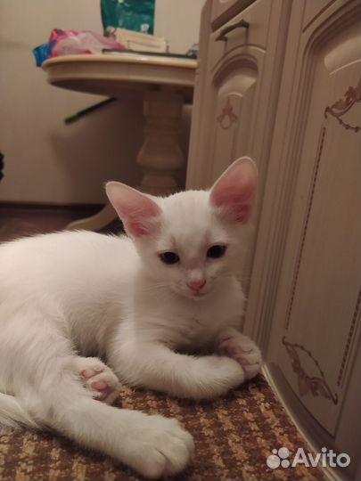 Турецкая ангора