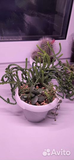 Суккуленты