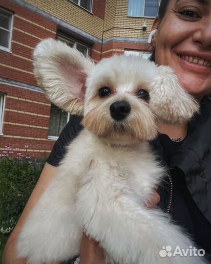 Стрижка животных / груминг