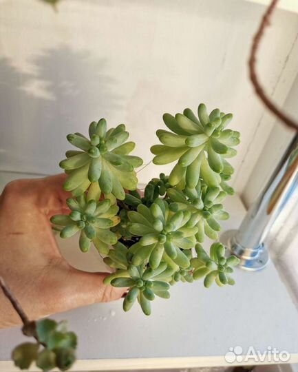 Суккуленты