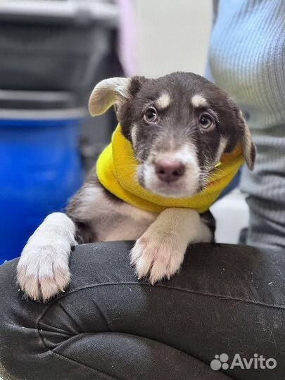 Шоко ищет маму