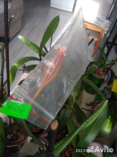 Семена орхидеи фаленопсис