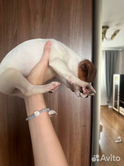 Щенок Джек Рассел терьер (девочка)