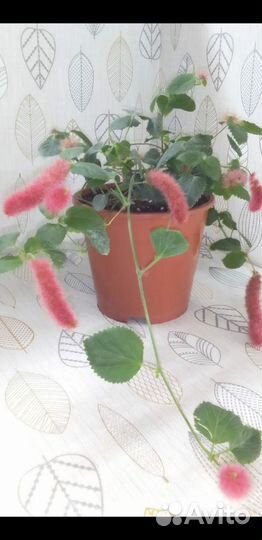 Акалифа лисий хвост